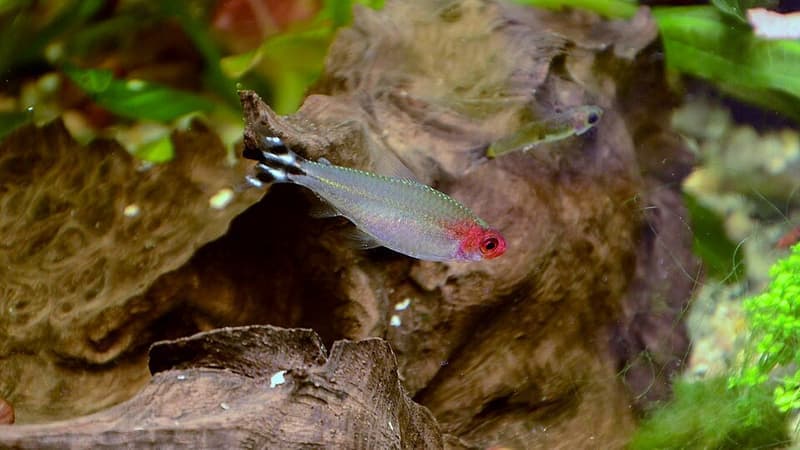 Rummy-nose Tetra (Hemigrammus rhodostomus) — photo 4 of 5