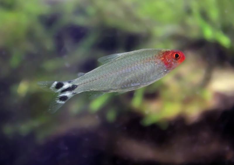 Rummy-nose Tetra (Hemigrammus rhodostomus) — photo 5 of 5