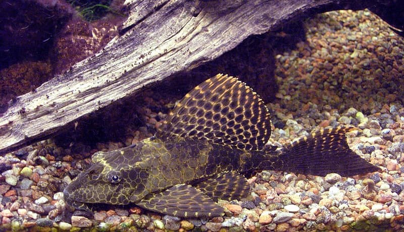 Sailfin Pleco (Pterygoplichthys gibbiceps) — photo 1 of 5