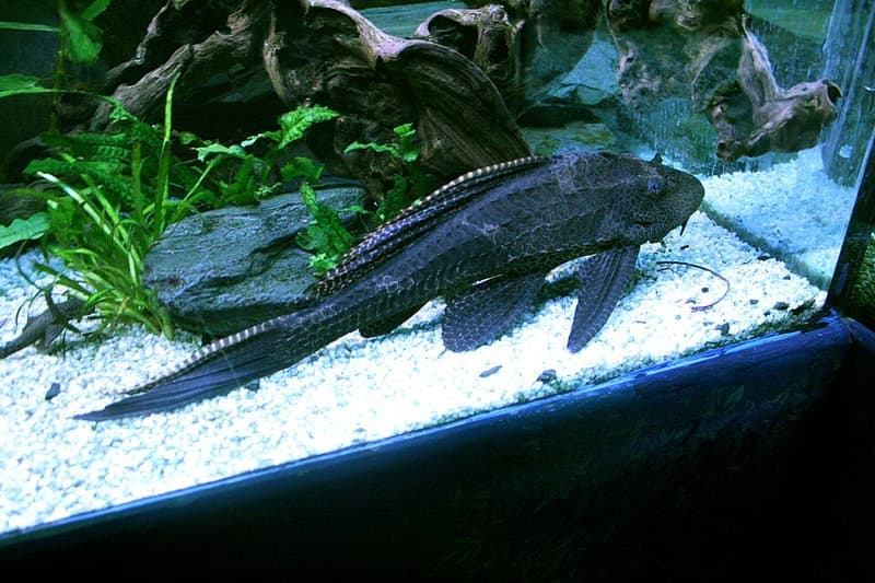 Sailfin Pleco (Pterygoplichthys gibbiceps) — photo 2 of 5