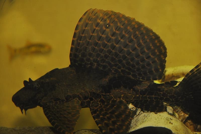 Sailfin Pleco (Pterygoplichthys gibbiceps) — photo 3 of 5