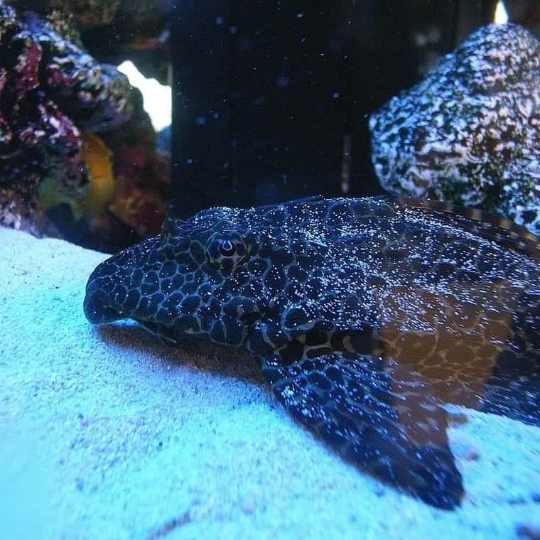 Sailfin Pleco (Pterygoplichthys gibbiceps) — photo 4 of 5