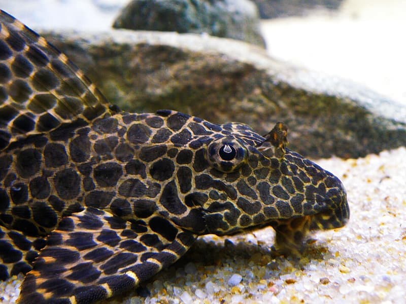 Sailfin Pleco (Pterygoplichthys gibbiceps) — photo 5 of 5