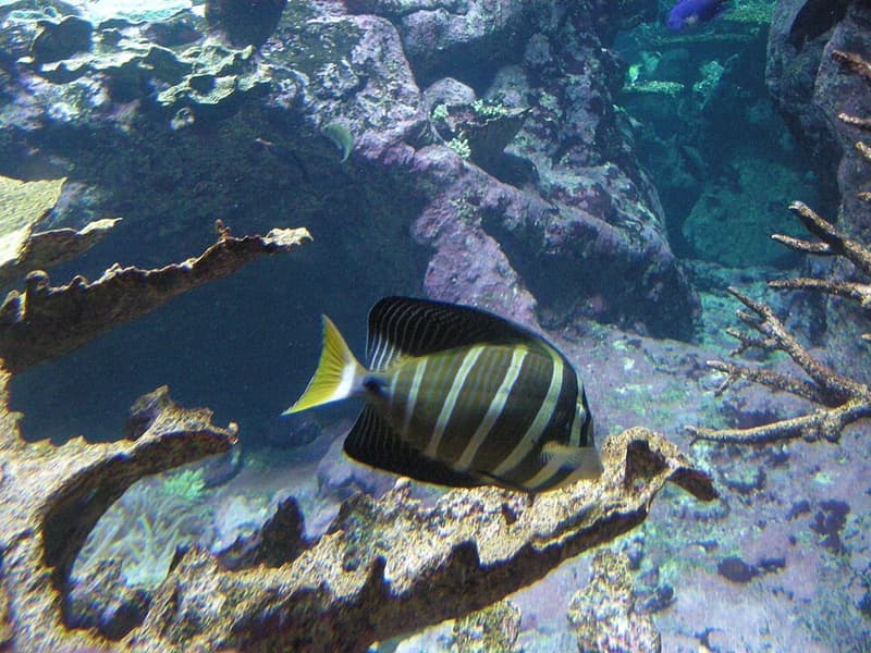 Sailfin Tang (Zebrasoma velifer) — photo 1 of 5