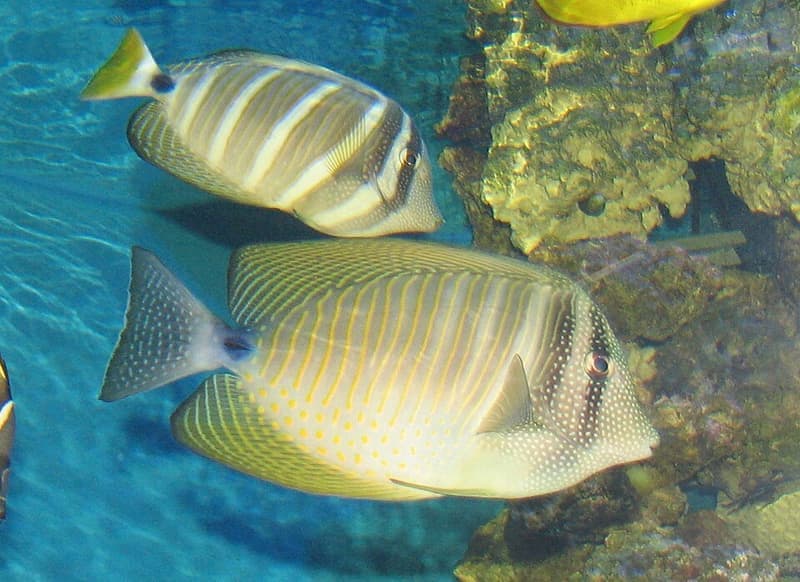 Sailfin Tang (Zebrasoma velifer) — photo 2 of 5