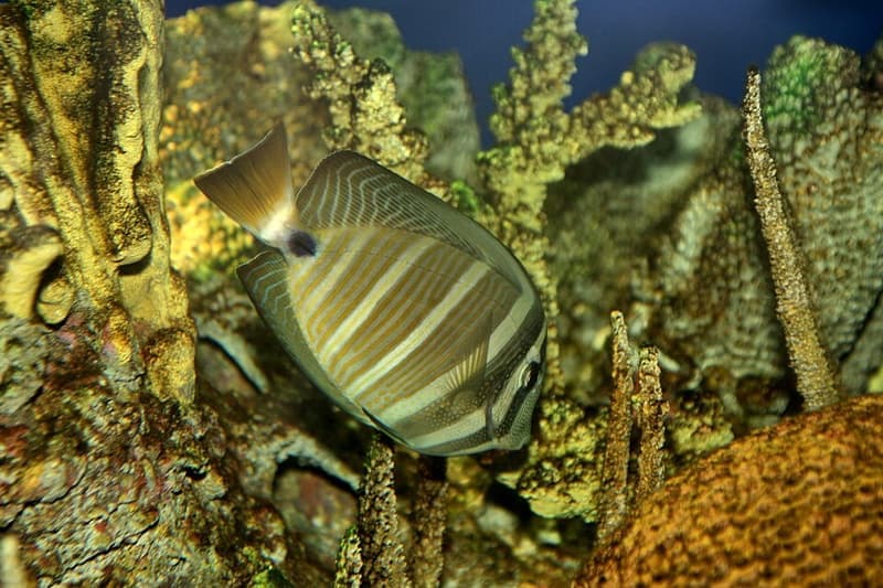 Sailfin Tang (Zebrasoma velifer) — photo 3 of 5