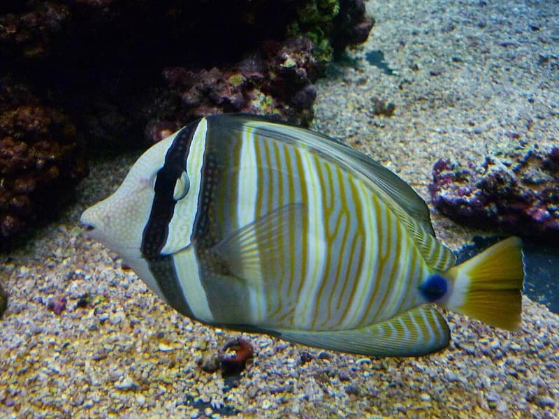 Sailfin Tang (Zebrasoma velifer) — photo 4 of 5