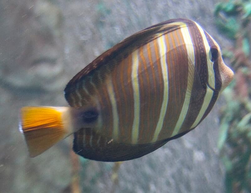 Sailfin Tang (Zebrasoma velifer) — photo 5 of 5