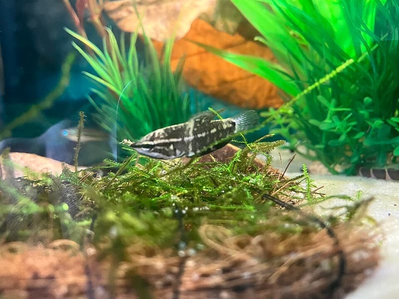 Samurai Gourami (Sphaerichthys vaillanti) — photo 2 of 5