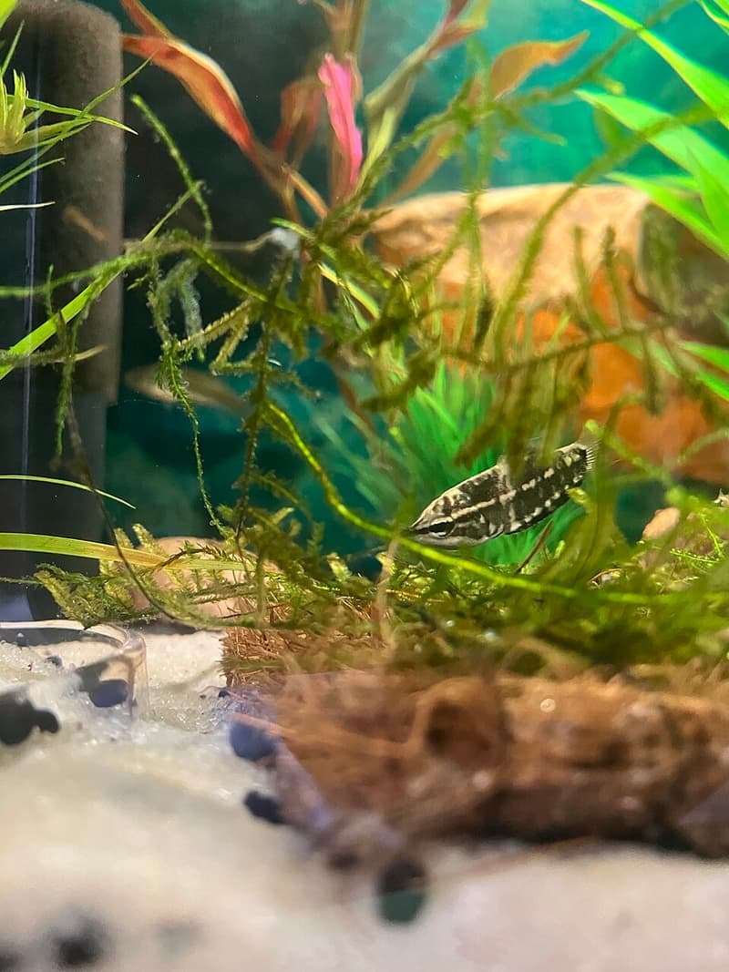 Samurai Gourami (Sphaerichthys vaillanti) — photo 3 of 5