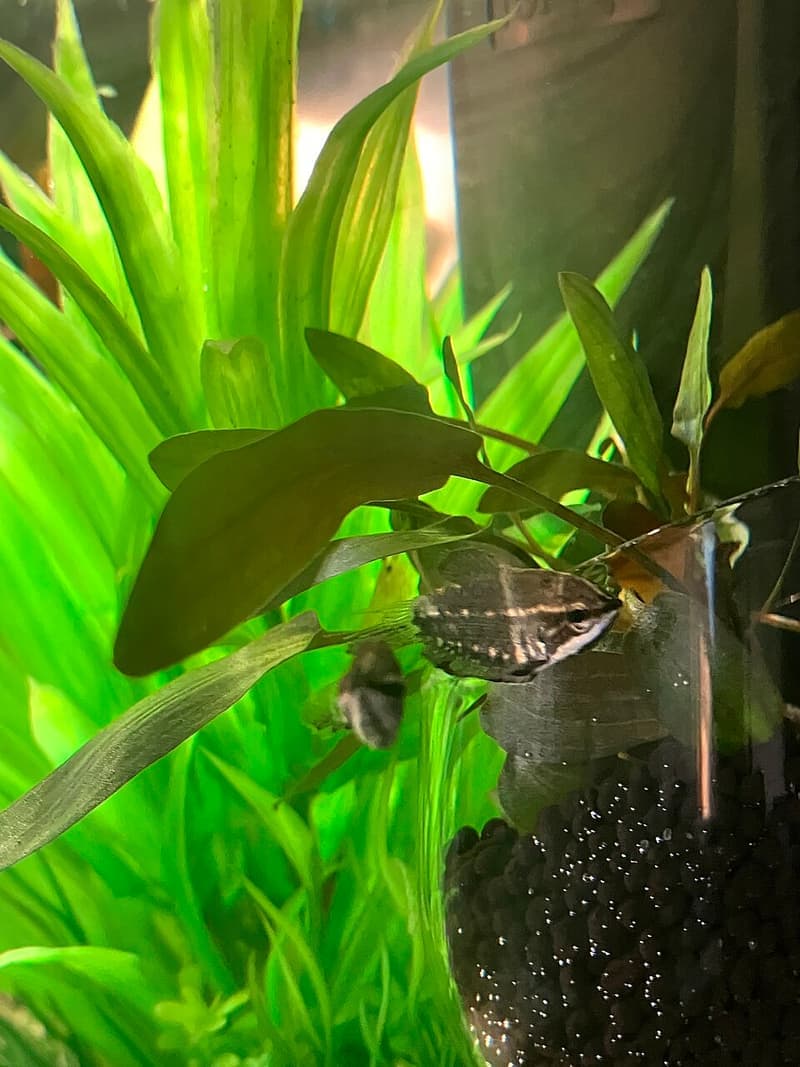 Samurai Gourami (Sphaerichthys vaillanti) — photo 4 of 5