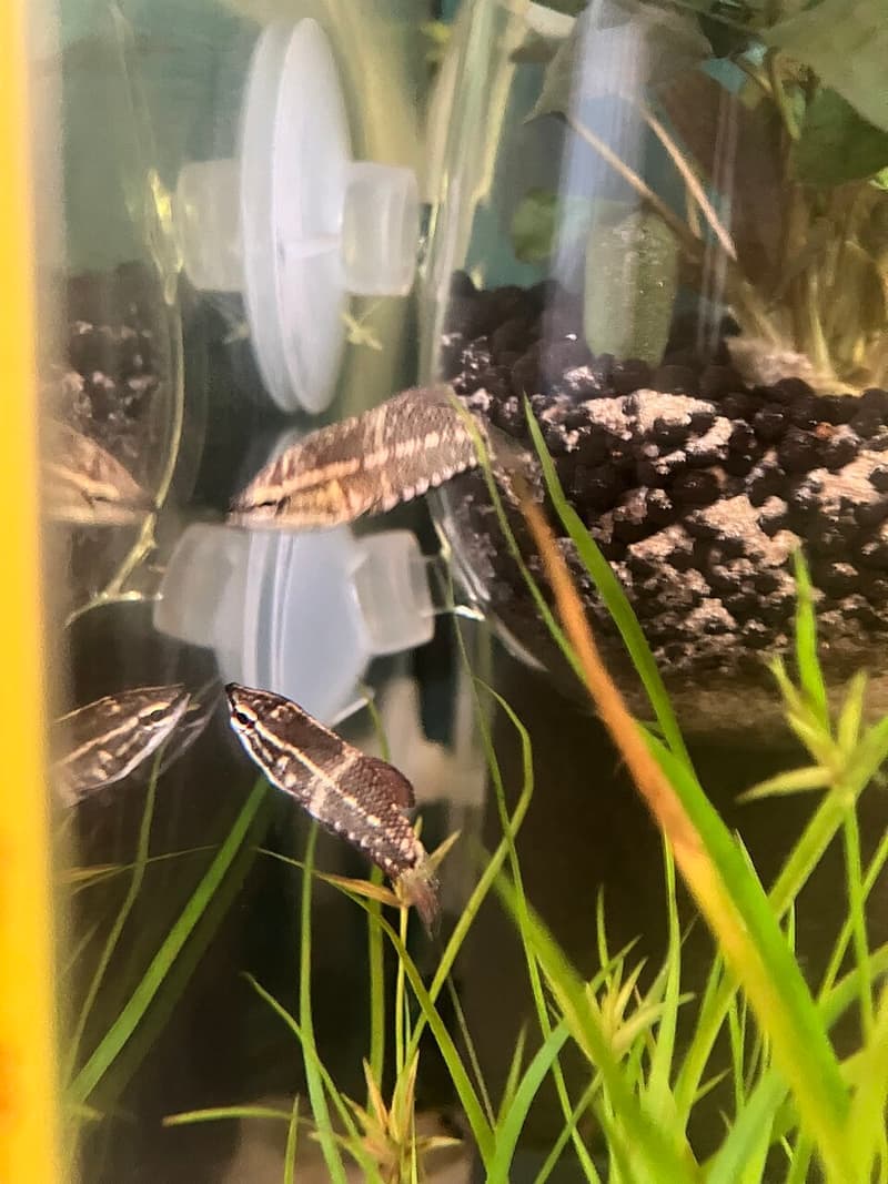 Samurai Gourami (Sphaerichthys vaillanti) — photo 5 of 5