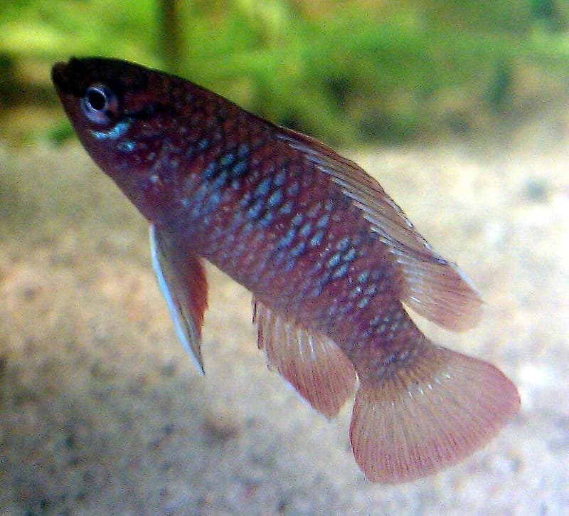 Scarlet Badis (Dario dario) — photo 1 of 1