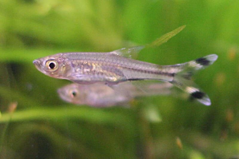 Scissortail Rasbora (Rasbora trilineata) — photo 1 of 2