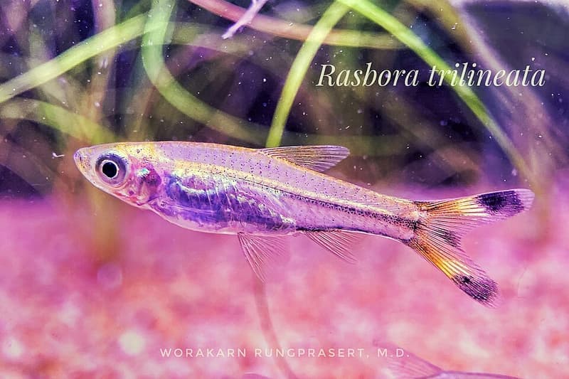 Scissortail Rasbora (Rasbora trilineata) — photo 2 of 2