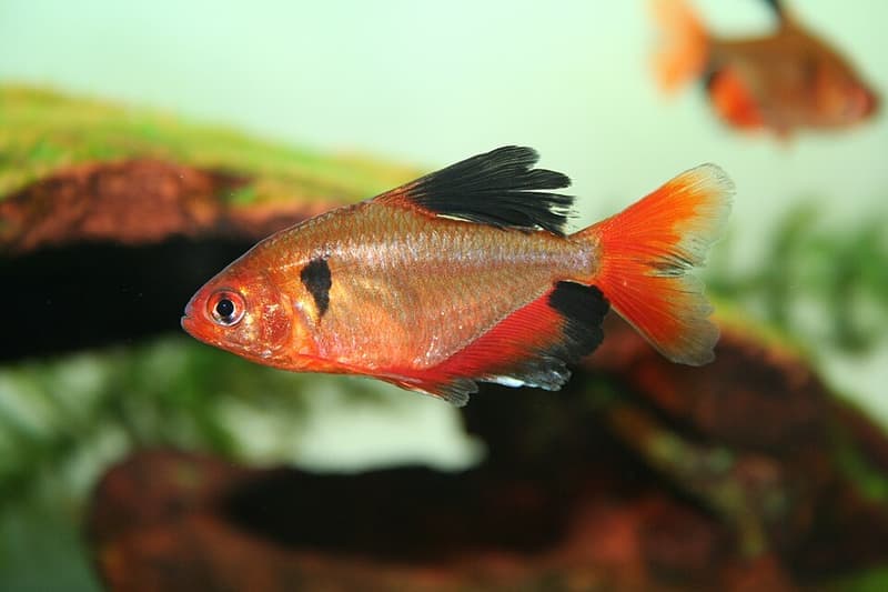 Serpae Tetra (Hyphessobrycon eques) — photo 1 of 5