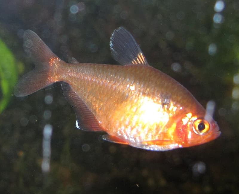 Serpae Tetra (Hyphessobrycon eques) — photo 2 of 5