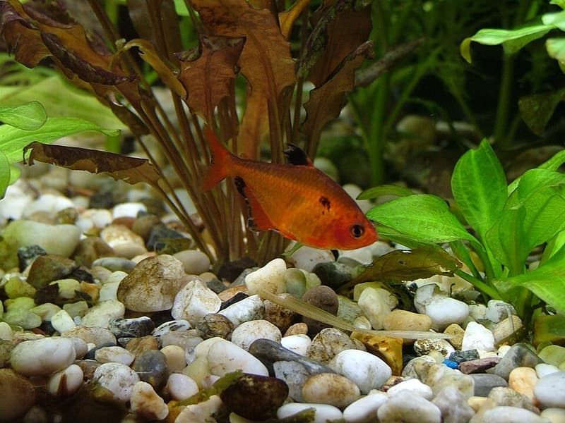 Serpae Tetra (Hyphessobrycon eques) — photo 4 of 5