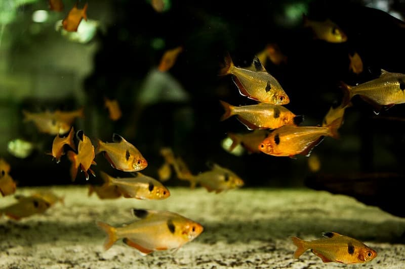 Serpae Tetra (Hyphessobrycon eques) — photo 5 of 5