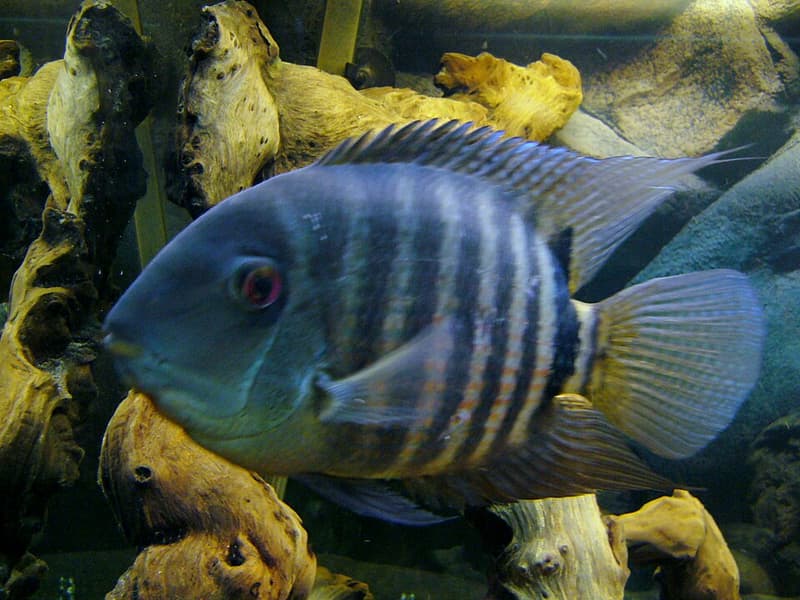Severum (Heros severus) — photo 1 of 5
