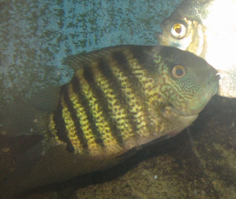 Severum (Heros severus) — photo 2 of 5