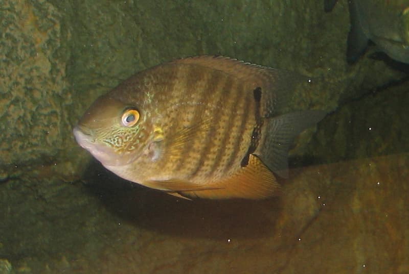 Severum (Heros severus) — photo 3 of 5