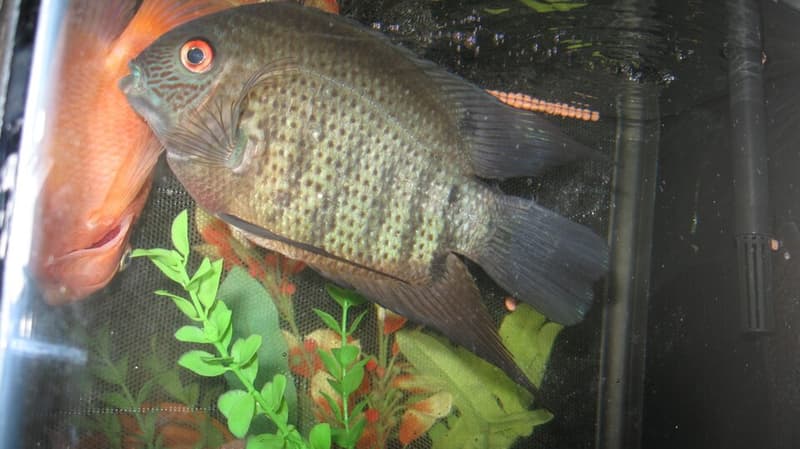Severum (Heros severus) — photo 4 of 5