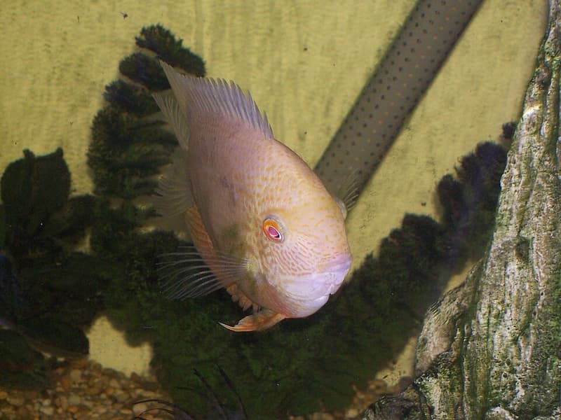 Severum (Heros severus) — photo 5 of 5