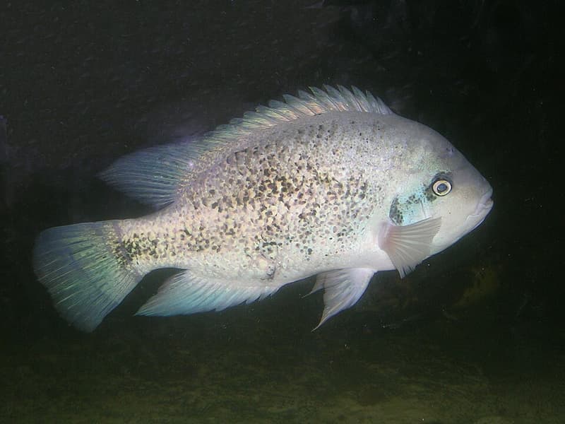 Silver Cichlid (Maskaheros argenteus) — photo 1 of 2