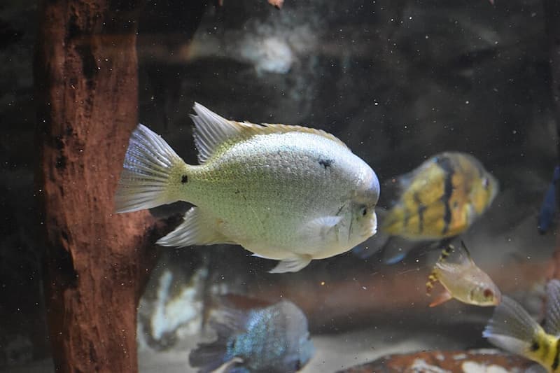 Silver Cichlid (Maskaheros argenteus) — photo 2 of 2