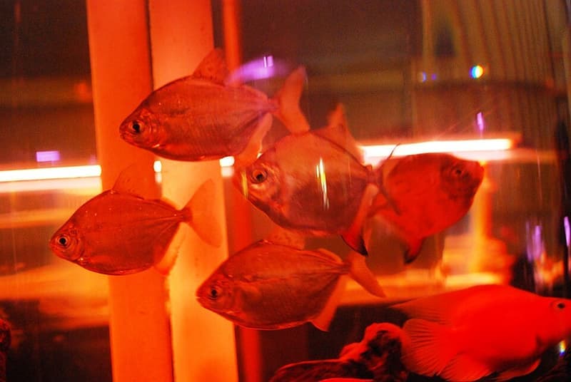Silver Tetra (Ctenobrycon spilurus) — photo 1 of 5