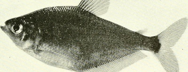 Silver Tetra (Ctenobrycon spilurus) — photo 2 of 5