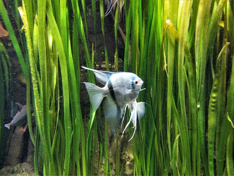 Silver Tetra (Ctenobrycon spilurus) — photo 3 of 5