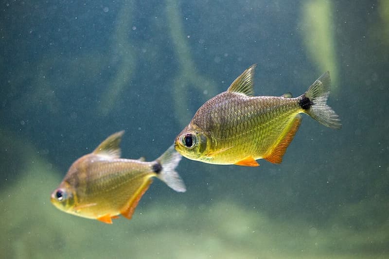 Silver Tetra (Ctenobrycon spilurus) — photo 4 of 5