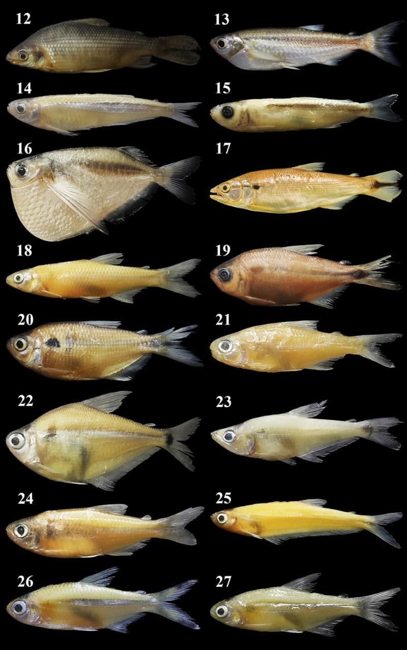 Silver Tetra (Ctenobrycon spilurus) — photo 5 of 5