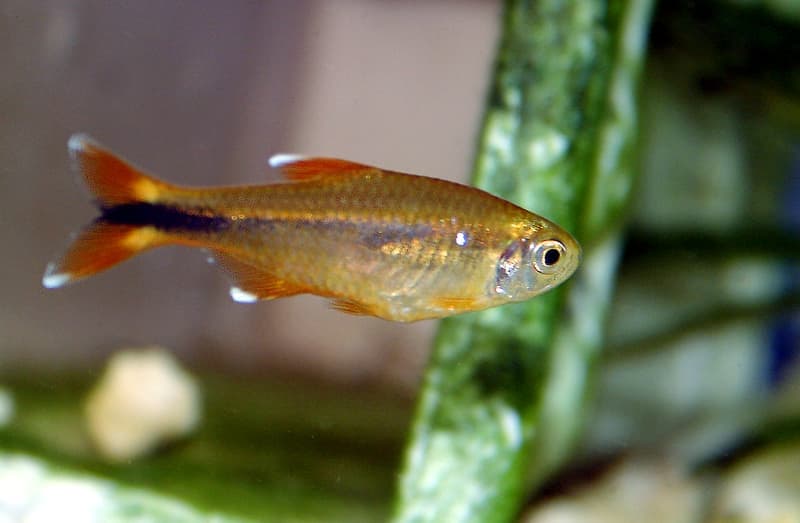 Silvertip Tetra (Hasemania nana) — photo 1 of 5
