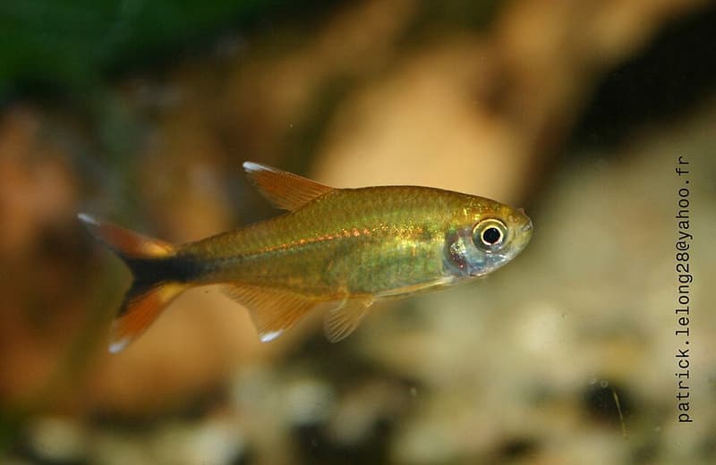 Silvertip Tetra (Hasemania nana) — photo 2 of 5