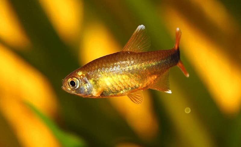 Silvertip Tetra (Hasemania nana) — photo 3 of 5