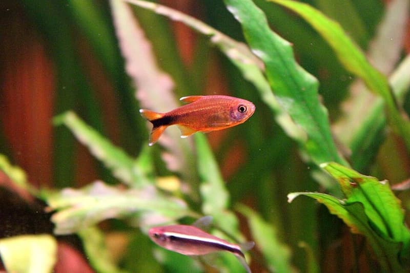 Silvertip Tetra (Hasemania nana) — photo 4 of 5