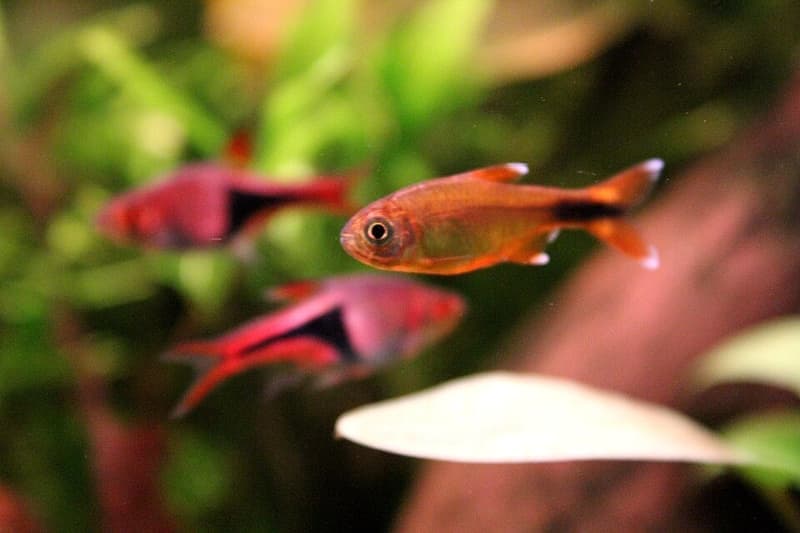 Silvertip Tetra (Hasemania nana) — photo 5 of 5