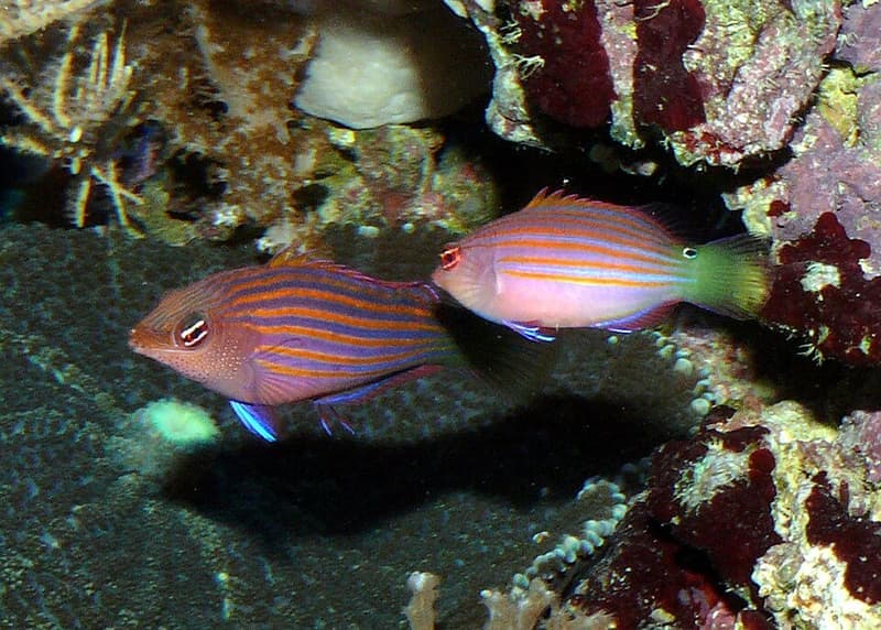 Six Line Wrasse (Pseudocheilinus hexataenia) — photo 1 of 5