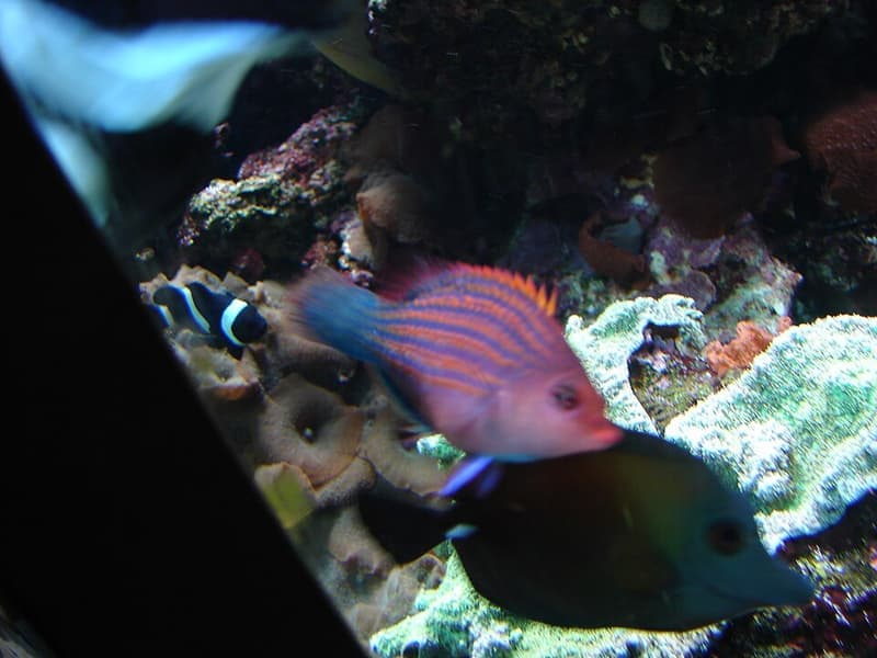 Six Line Wrasse (Pseudocheilinus hexataenia) — photo 2 of 5