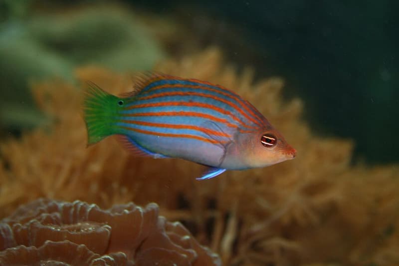 Six Line Wrasse (Pseudocheilinus hexataenia) — photo 3 of 5