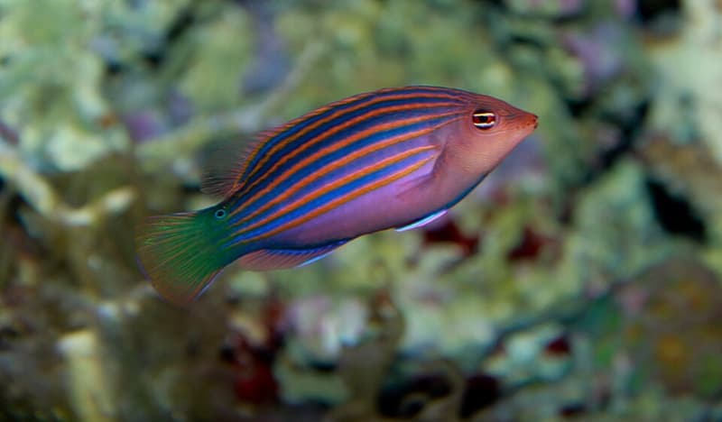 Six Line Wrasse (Pseudocheilinus hexataenia) — photo 4 of 5