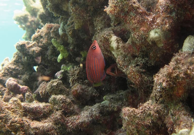 Six Line Wrasse (Pseudocheilinus hexataenia) — photo 5 of 5