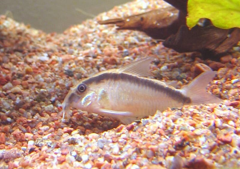 Skunk Corydoras (Corydoras arcuatus) — photo 1 of 1