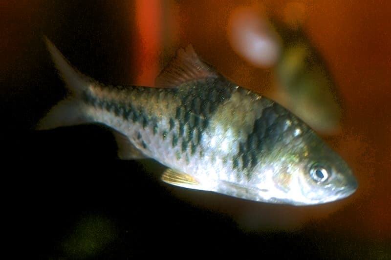Spanner Barb (Barbodes lateristriga) — photo 1 of 1