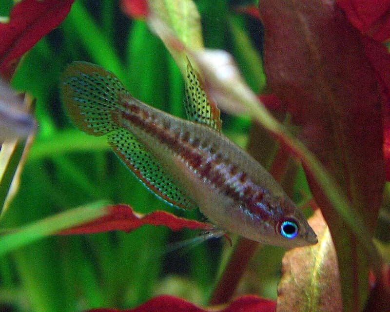 Sparkling Gourami (Trichopsis pumila) — photo 1 of 5