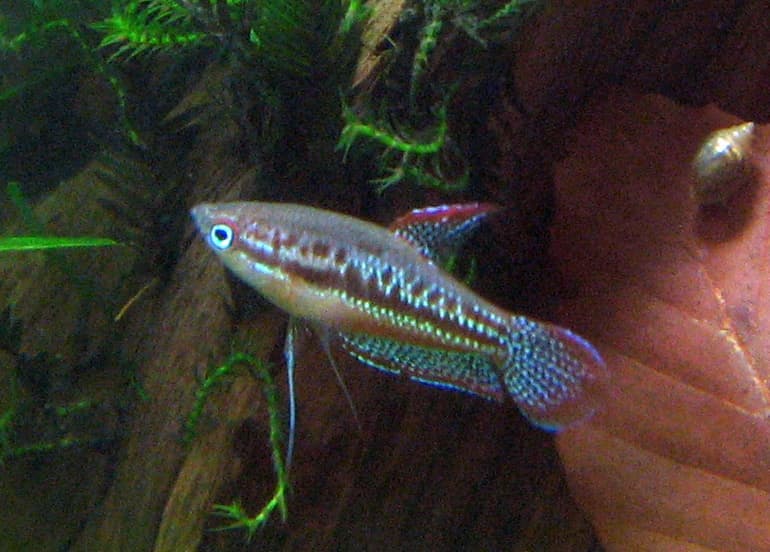 Sparkling Gourami (Trichopsis pumila) — photo 2 of 5