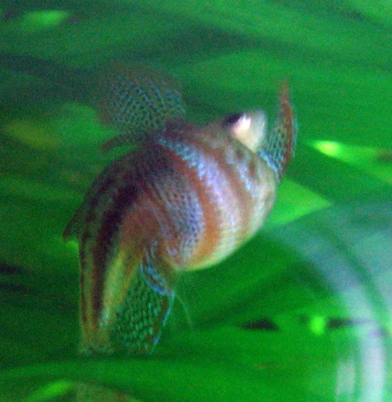 Sparkling Gourami (Trichopsis pumila) — photo 3 of 5